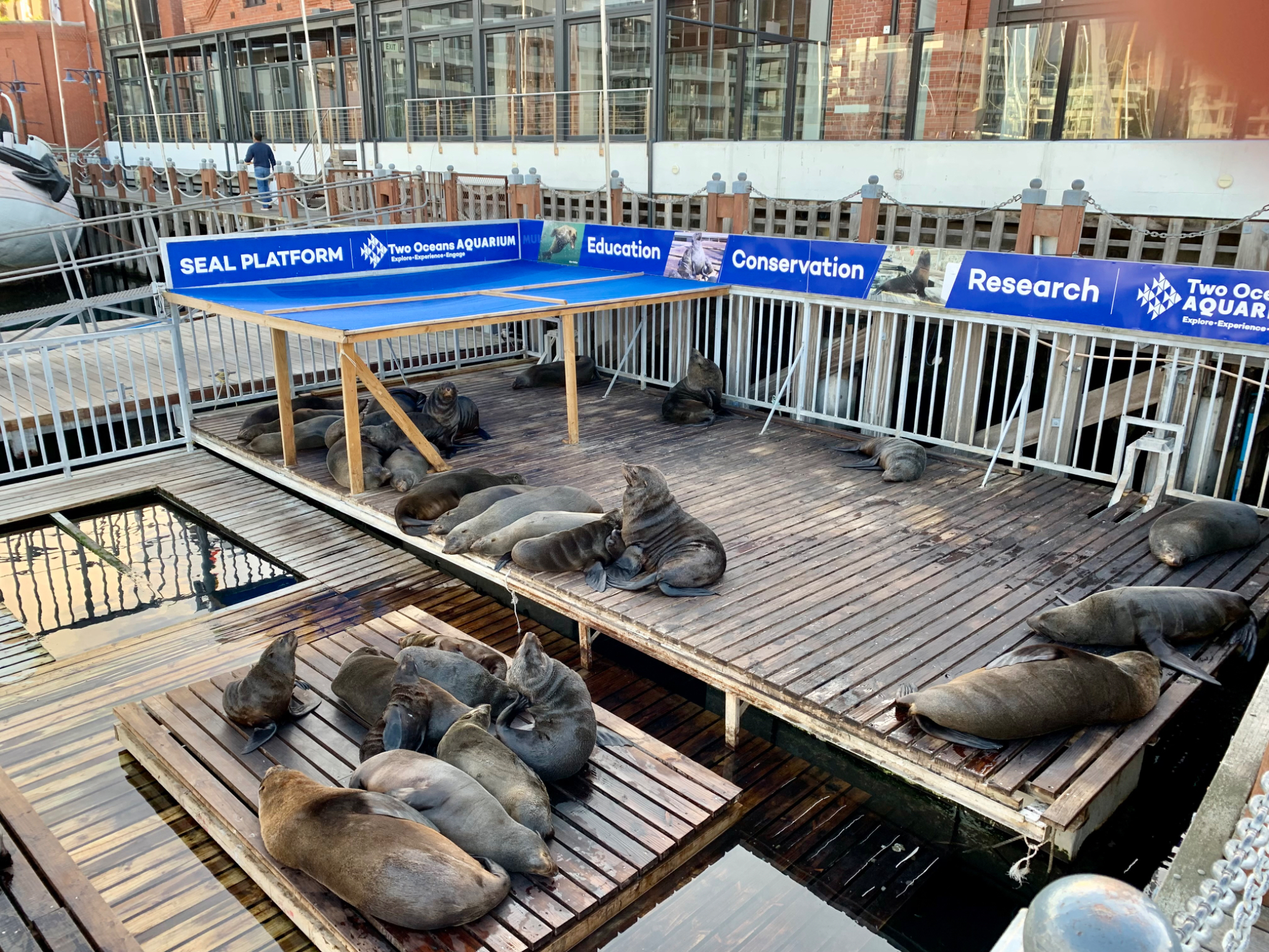 Cape Fur Seal Platform